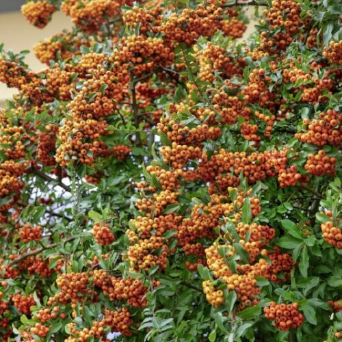 Pyracantha cocc. in Sorten