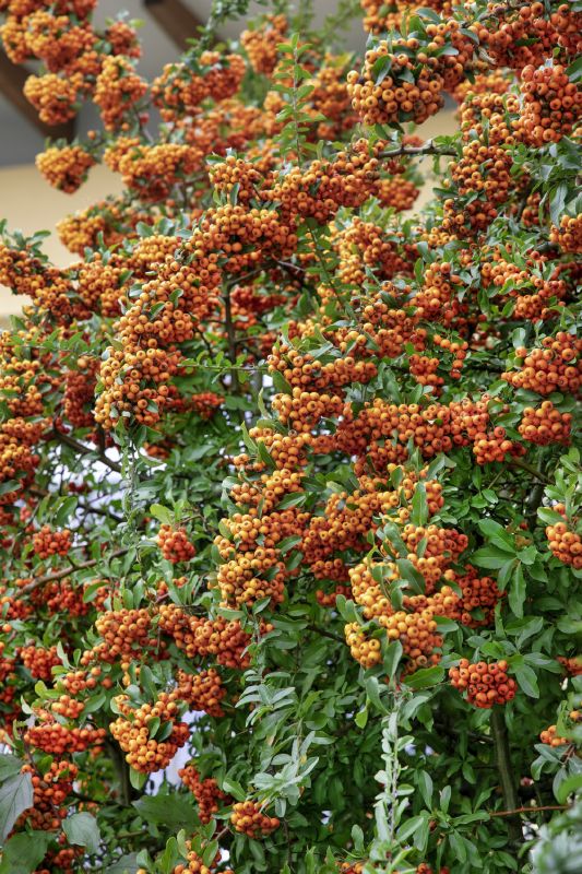 Pyracantha cocc. in Sorten