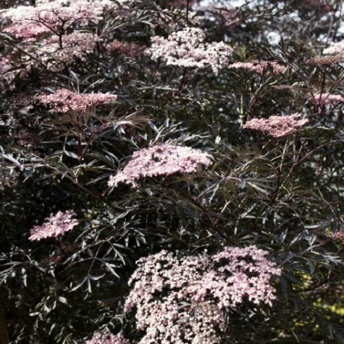 Sambucus nigra Blake Lace