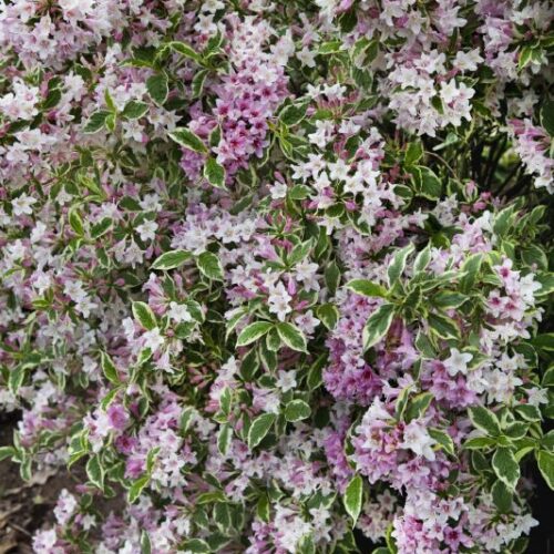 Weigelia florida Variegata