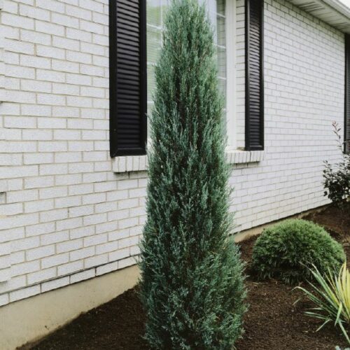 Juniperus virginiana Blue Arrow