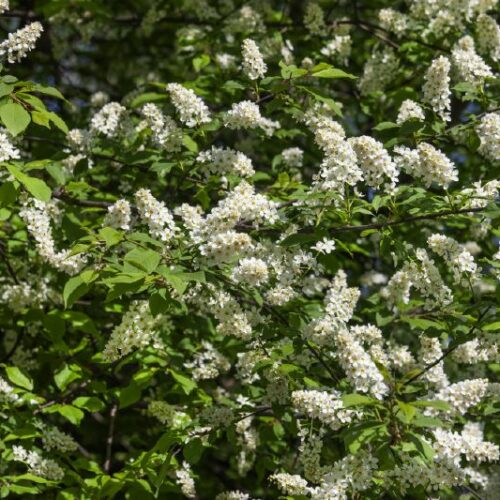 Prunus padus Watereri, H