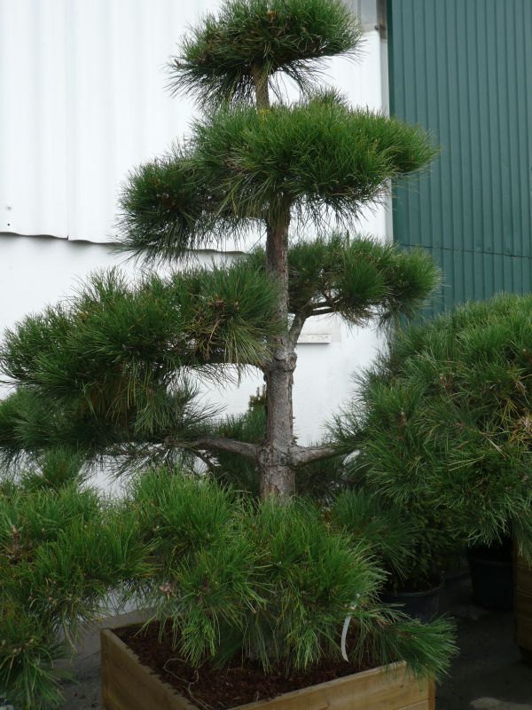 Pinus in Sorten, F