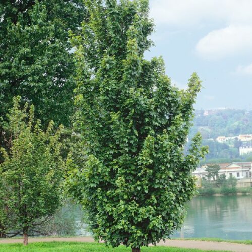 Acer campestre Fastigiata