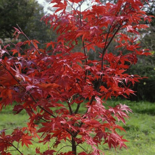 Acer palmatum Osakazuki