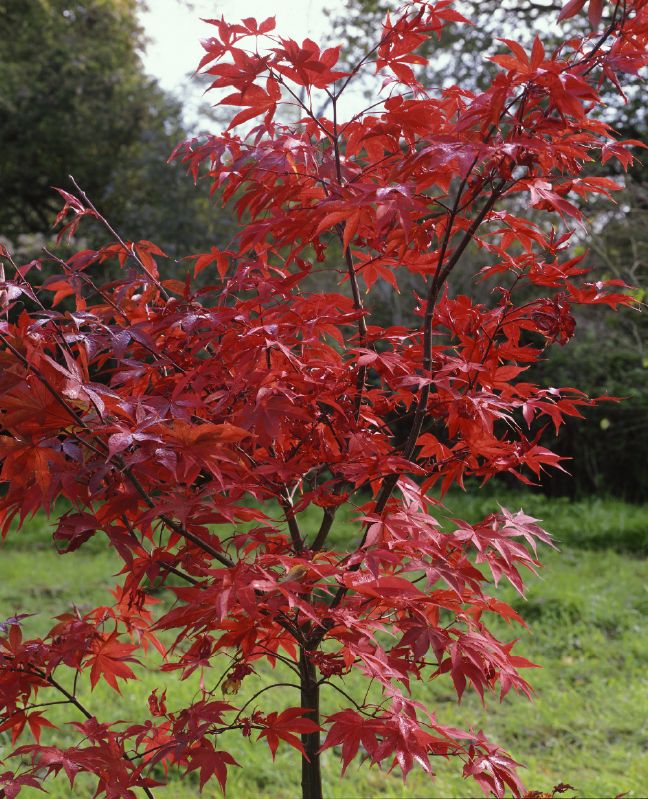 Acer palmatum Osakazuki
