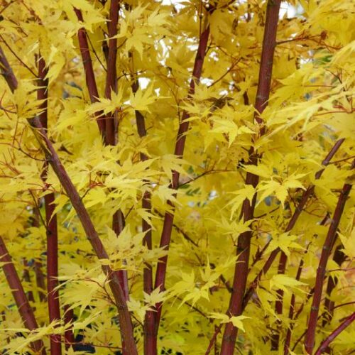 Acer palmatum Sangokaku