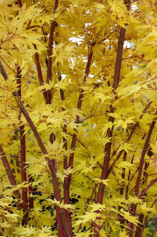 Acer palmatum Sangokaku