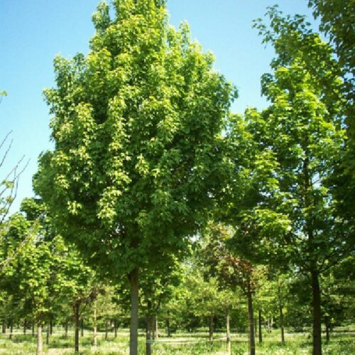 Acer rubrum Scanlon, H