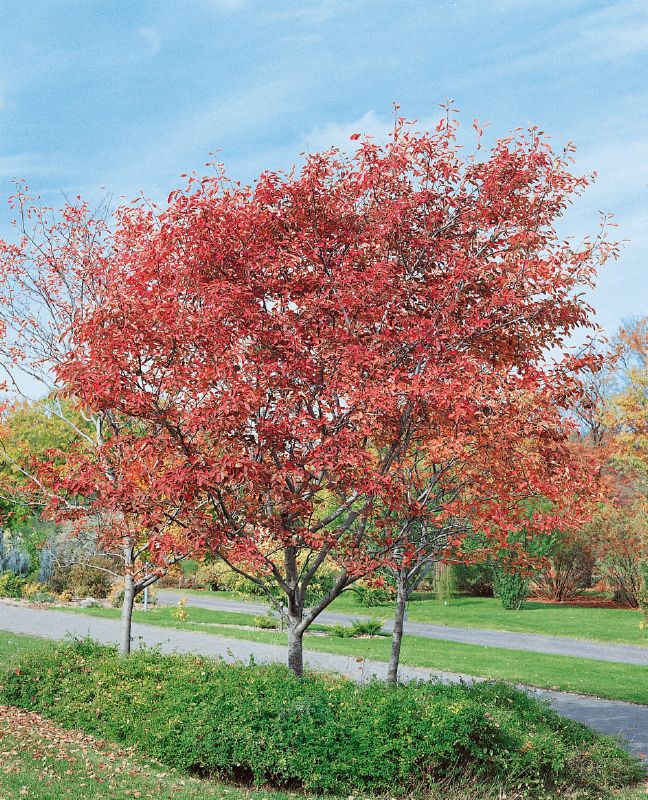 Amelanchier arborea Robin Hill, H