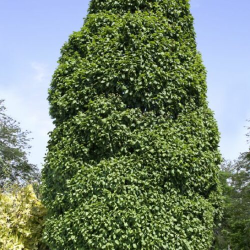 Carpinus betulus Columnaris