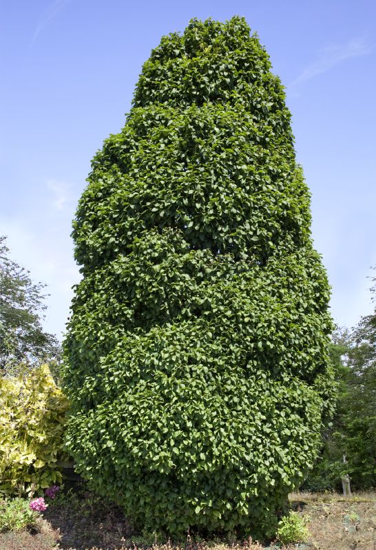 Carpinus betulus Columnaris