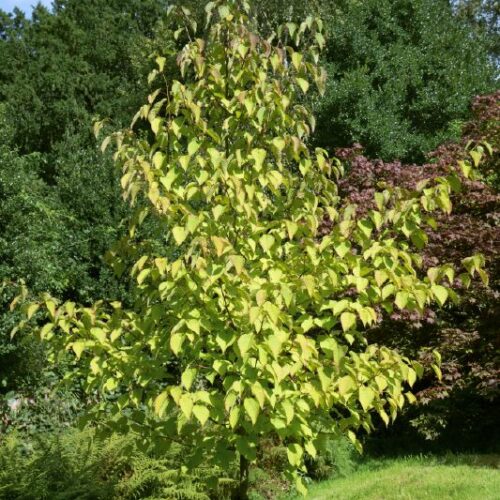 Davidia involucrata, H