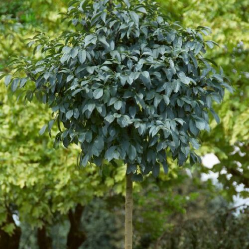 Fraxinus ornus Meszek, H