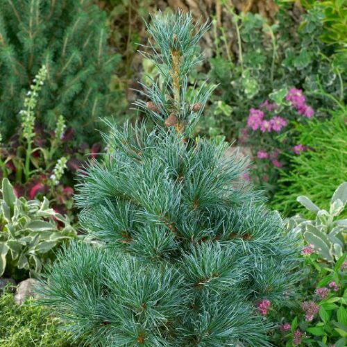 Pinus parviflora Negishi