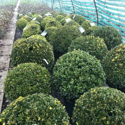 Ilex crenata Dark Green