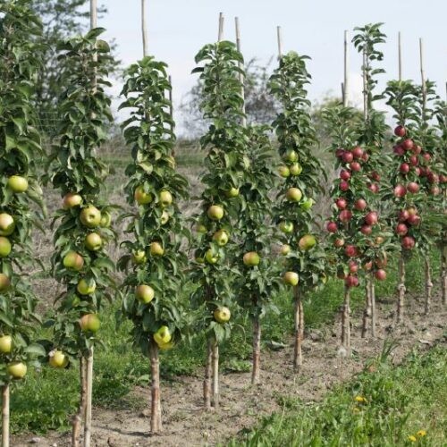 Säulenapfel