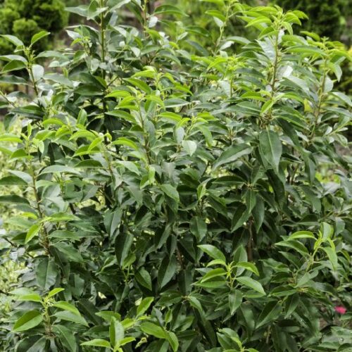 Prunus lusitanica Angustifolia