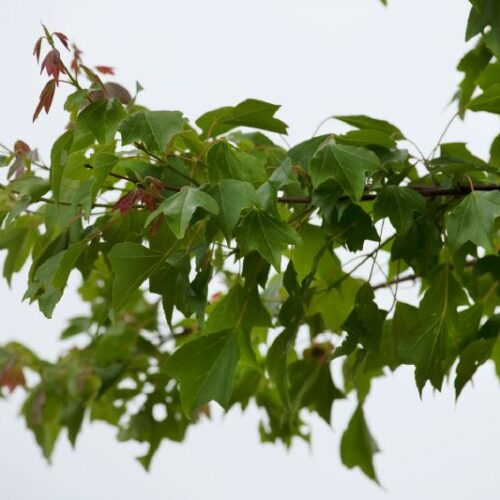 Acer buergerianum