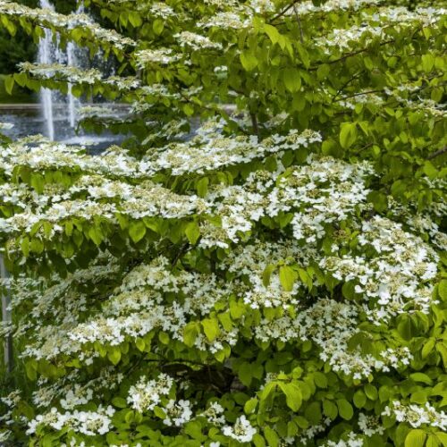Viburnum plicatum Mariesii