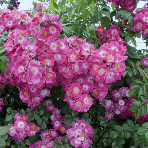 Rose American Pillar