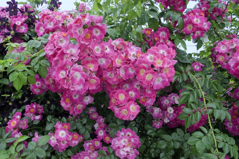 Rose American Pillar