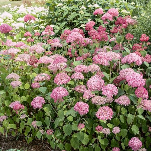 Hydrangea arb. Pink Annabelle
