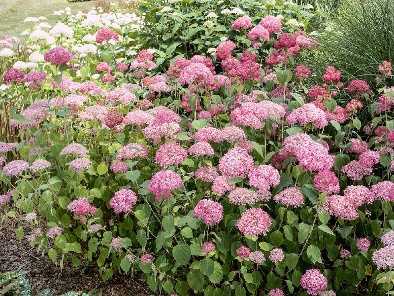 Hydrangea arb. Pink Annabelle