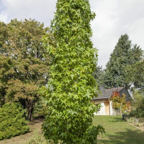Liquidambar Slender Silhouette