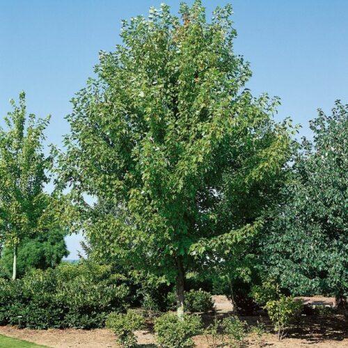 Acer freemanii 'Celzam', H