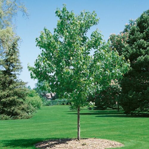 Acer rubrum 'Red Sunset', H