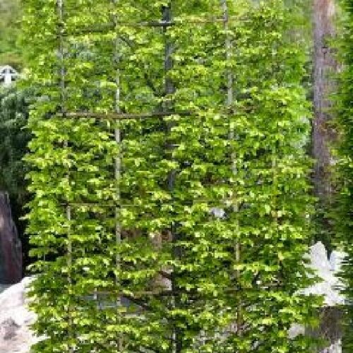 Carpinus betulus SPALIER, H