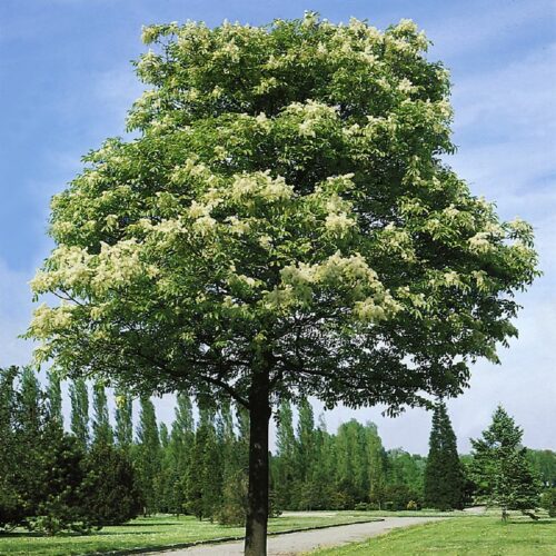 Fraxinus ornus Louise Lady, H