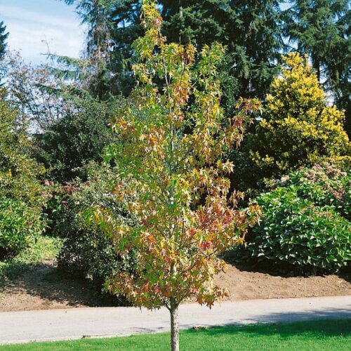 Liquidambar styraciflua Worplesdon H