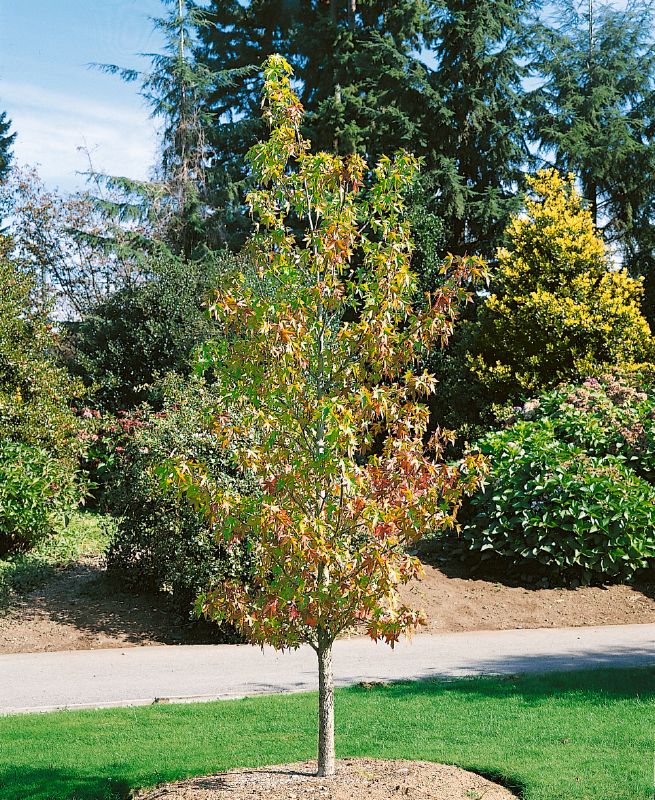 Liquidambar styraciflua Worplesdon H