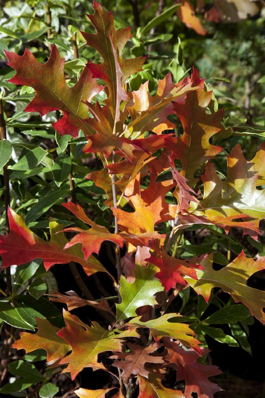 Quercus palustris Green Pillar
