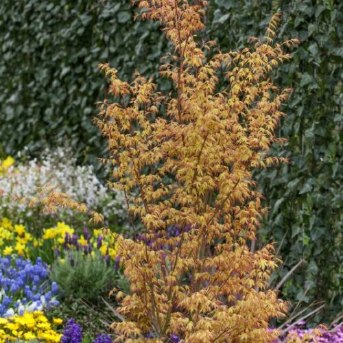 Acer palmatum Orange Dream
