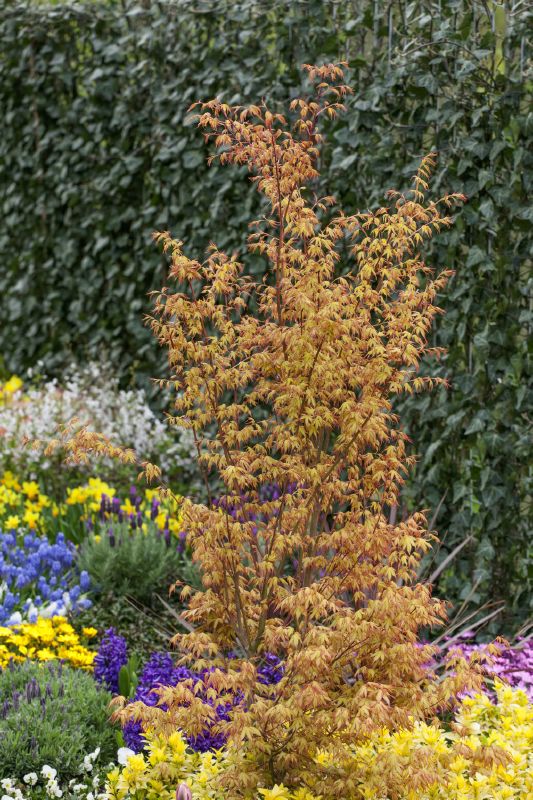 Acer palmatum Orange Dream