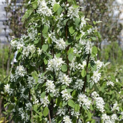 Amelanchier lamarckii Obelisk
