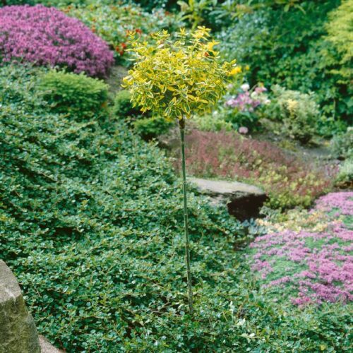 Euonymus fort. Stämmchen in Sorten