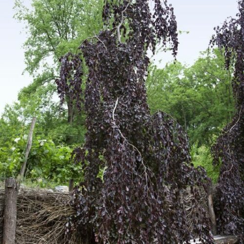 Fagus silvatica Purple Fountain