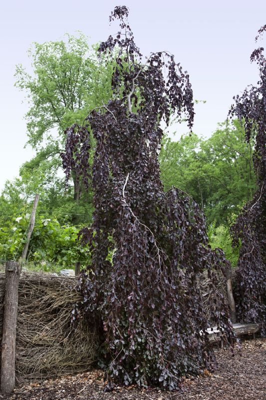 Fagus silvatica Purple Fountain