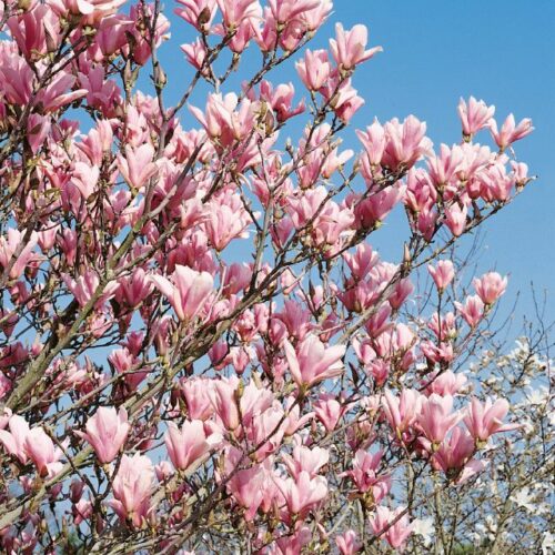 Magnolia Heaven Scent