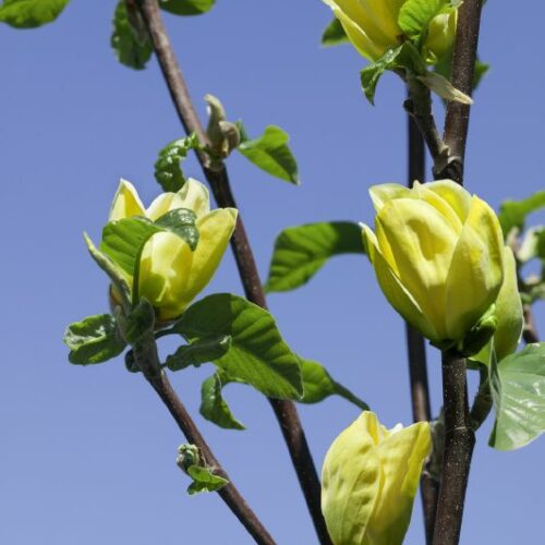 Magnolia Yellow River