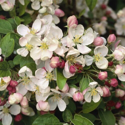 Malus Hybride Evereste