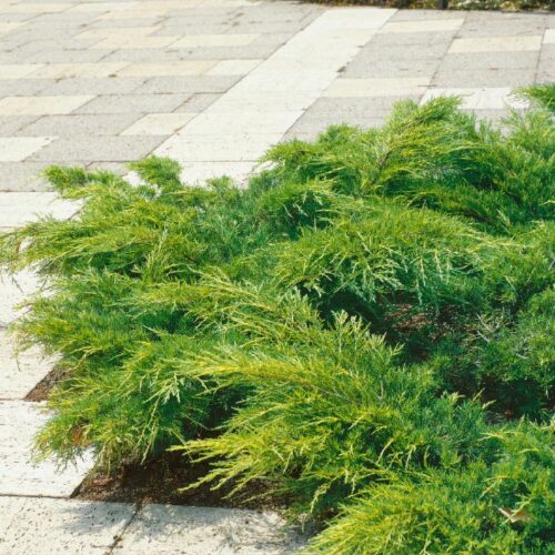 Juniperus chin. Pfitzeriana Aurea