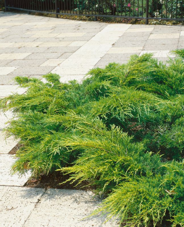 Juniperus chin. Pfitzeriana Aurea