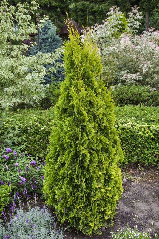 Thuja occidentalis Golden Smaragd
