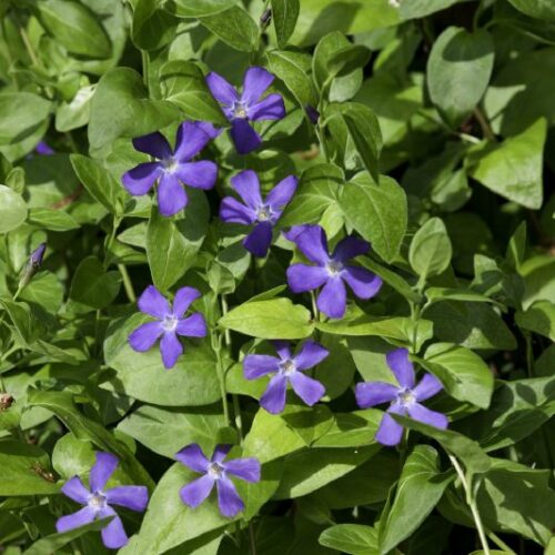 Vinca major