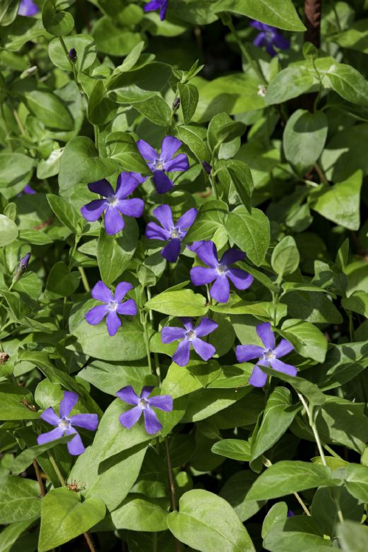 Vinca major